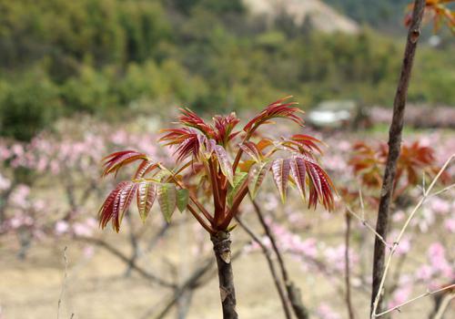 吃香椿宝宝会拉绿便吗