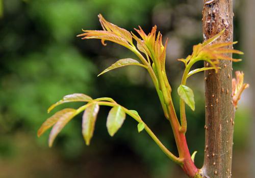 吃香椿宝宝会拉绿便吗
