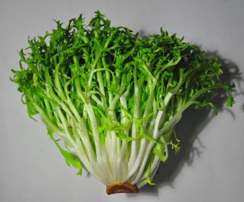 怎么快速排尿酸 预防高尿酸吃什么好