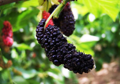 桑葚吃多了有什么坏处 胃酸过多、发胖又拉肚