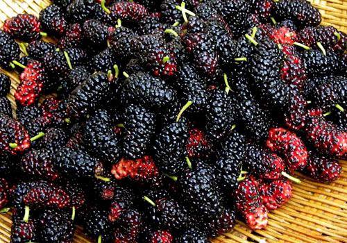 桑葚吃多了有什么坏处 胃酸过多、发胖又拉肚