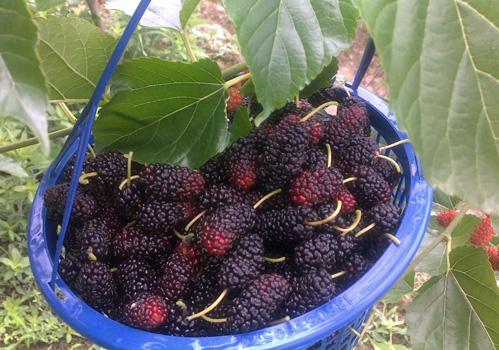 桑葚吃多了有什么坏处 胃酸过多、发胖又拉肚子