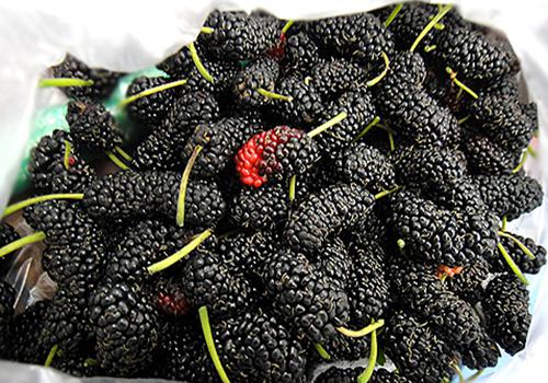 桑葚吃多了有什么坏处 胃酸过多、发胖又拉肚