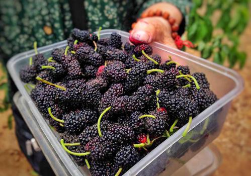 吃桑葚对眼睛好要注意什么