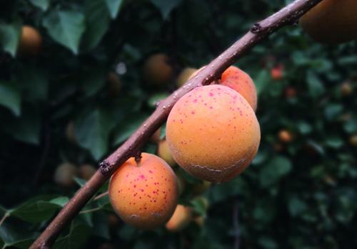 杏子可以泡酒吗