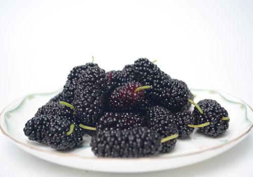 吃桑葚长胖吗,晚上吃桑葚会胖吗