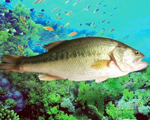 婴儿辅食吃什么鱼好,宝宝辅食吃什么鱼好-乐哈