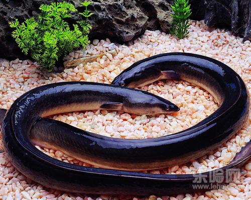 婴儿辅食吃什么鱼好,宝宝辅食吃什么鱼好-乐哈