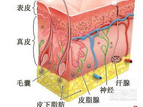 不洗脸可以增厚角质吗,不洗脸能修复角质层吗