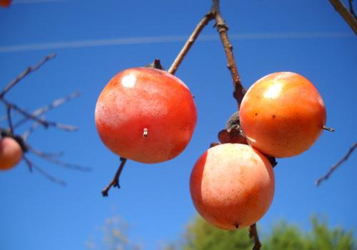 肺热吃什么水果好 几种食物任你挑