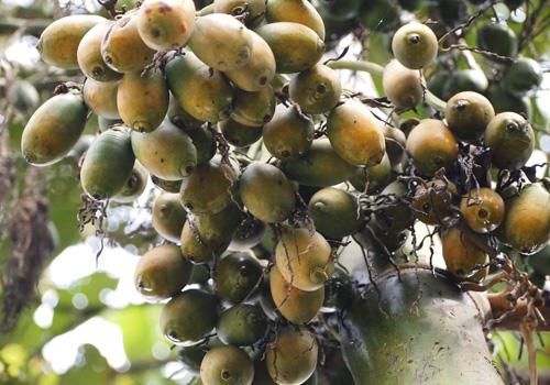 槟榔嚼多久吐掉