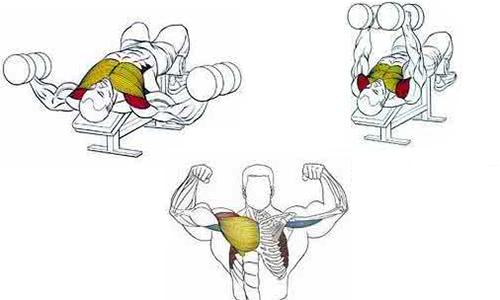 哑铃飞鸟如何呼吸 哑铃飞鸟正确动作