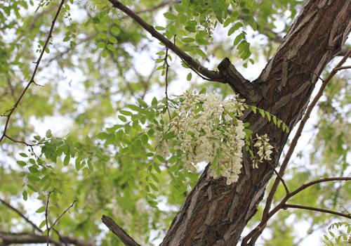 孕妇可以吃槐花