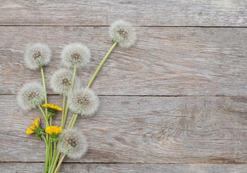 蒲公英泡水隔夜还能喝吗