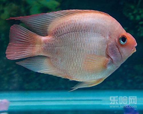 宝宝皮肤过敏能吃鱼吗,宝宝皮肤过敏可以吃鱼