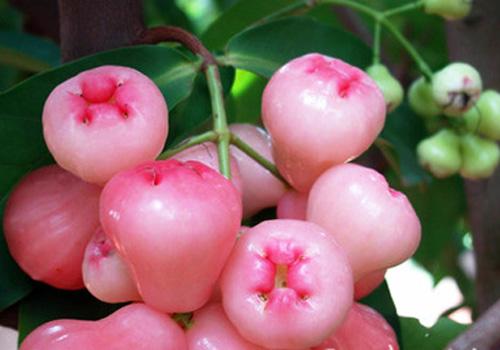 莲雾里面的棉可以吃吗,莲雾中间芯能吃吗