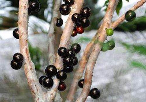 嘉宝果怎么吃,嘉宝果是什么