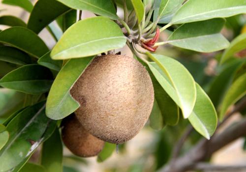 人参果里面的囊能吃吗