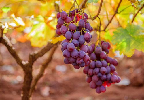 葡萄和什么水果一起榨果汁好 葡萄和这4种水果