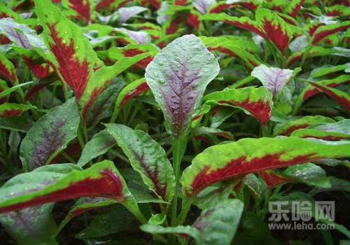 红苋菜孕妇能吃吗,红苋菜孕妇可以吃吗-乐哈健