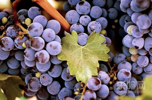 男人吃什么水果补肾又补精,饮食补肾的方法-乐