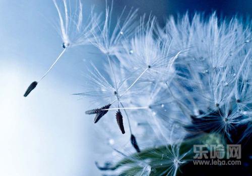 蒲公英能治妇科病吗,蒲公英可以治疗妇科吗-乐