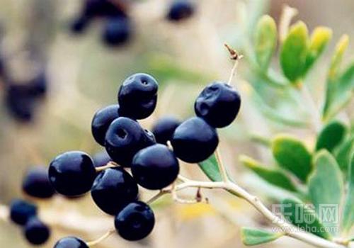 黑枸杞经期可以喝吗,黑枸杞来月经可以喝吗-乐