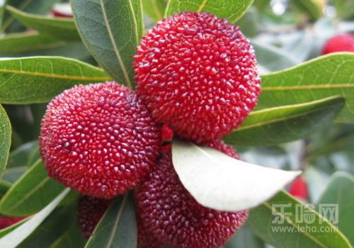 胃不好可以吃杨梅吗,喝杨梅酒伤胃吗-乐哈健康