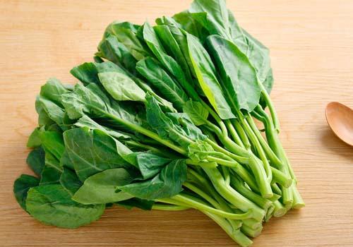 苦菊菜的功效与作用