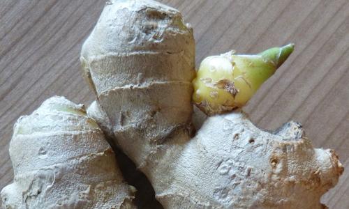 姜发芽变绿了还能吃吗