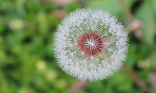 蒲公英泡水治疗咽炎吗