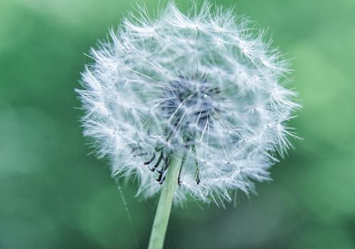 蒲公英泡水可以喝药吗