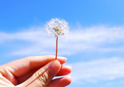 蒲公英泡水可以喝药吗