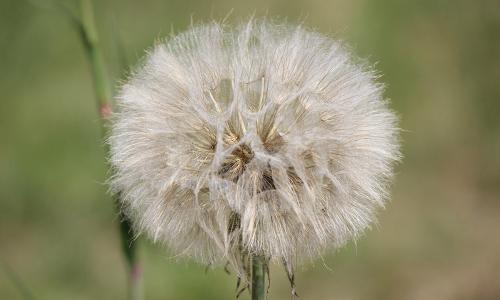 蒲公英治好了我的乙肝