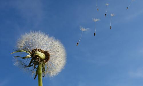 蒲公英能治胃病吗