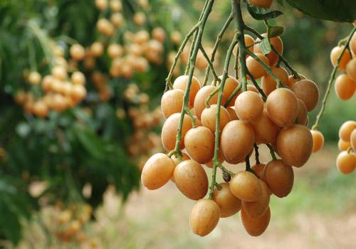 黄皮是夏天的“正气果”!原来它的好处这么多-乐哈健康网