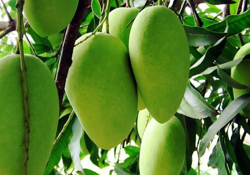 木莲果可以生吃吗