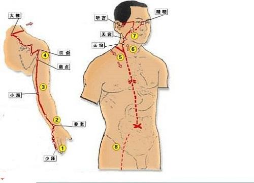 手太阳小肠经循行图