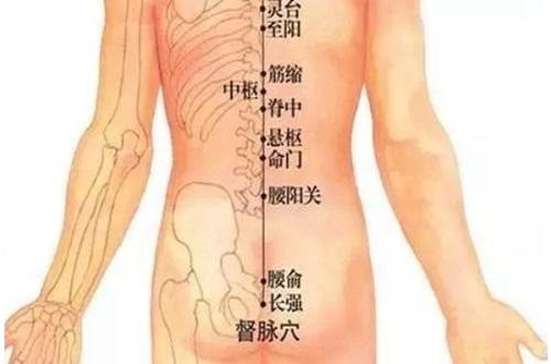 督脉的准确位置图