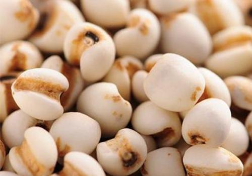 薏米跟什么一起煮粥好