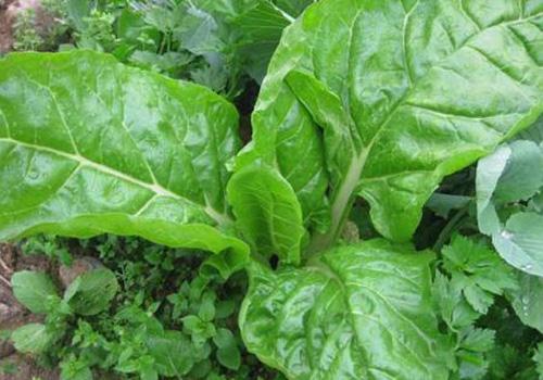 牛皮菜的功效与作用