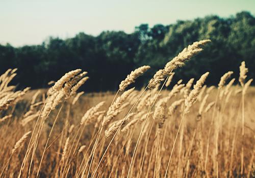 一到秋天眼睛就痒痒怎么回事,眼睛为什么老是