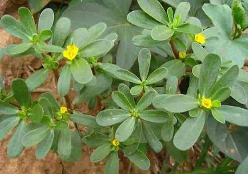 马齿笕对什么病最有效 平凡的野草有奇佳的疗