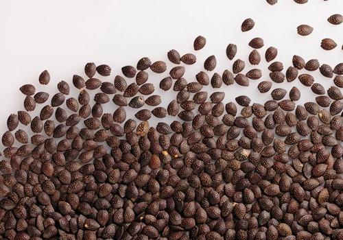 吃百香果要把籽咬碎吗 吃百香果籽有什么好处