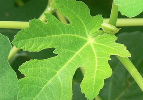 无花果叶能治白斑吗 无花果叶治疗白斑的效果