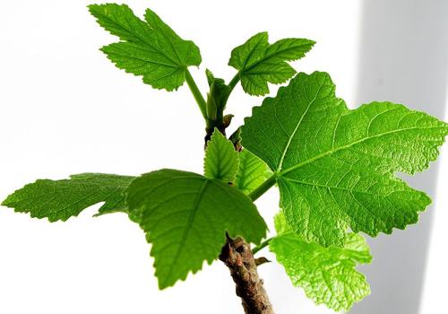 无花果叶可以泡水喝吗 无花果叶泡水喝有什么