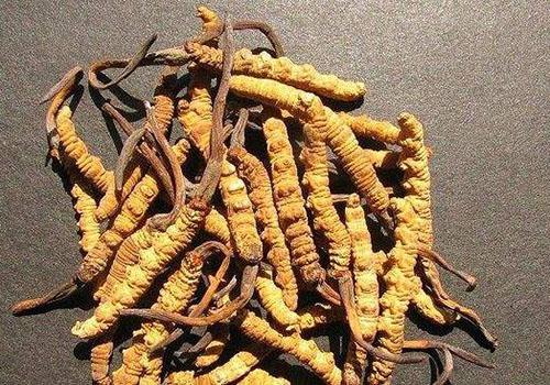 虫草可以生吃吗 哪些人不能吃虫草-乐哈健康网