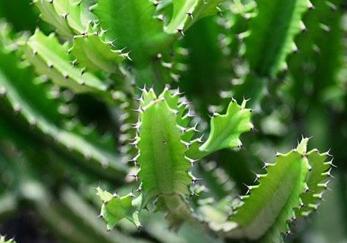 仙人掌的刺扎手里弄不出来怎么办 仙人球的刺