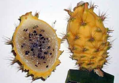 火龙果放冰箱可以保存几天 火龙果怎么放冰箱