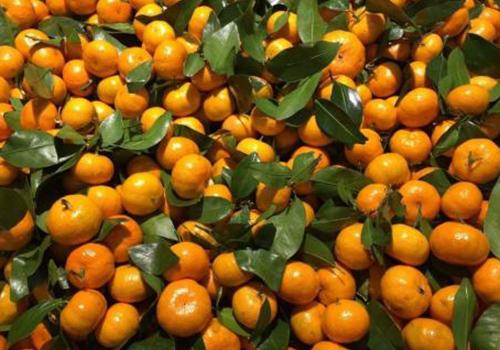 新鲜砂糖橘皮能泡水吗